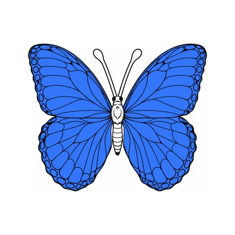 Blue morpho drawing, half colored