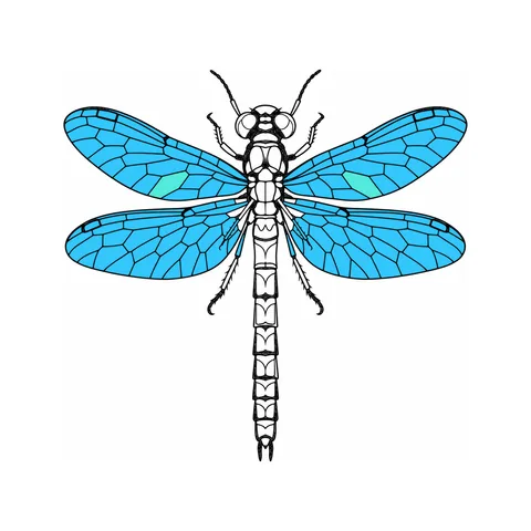Dragonfly drawing, half colored