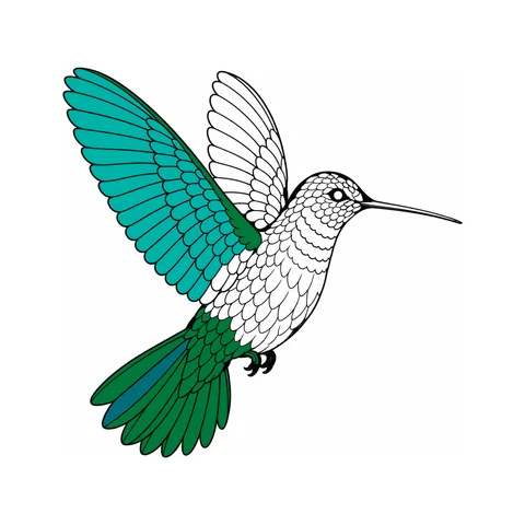 Hummingbird drawing, half colored