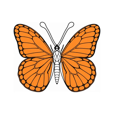 Monarch butterfly drawing, half colored