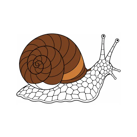 Snail drawing, half colored
