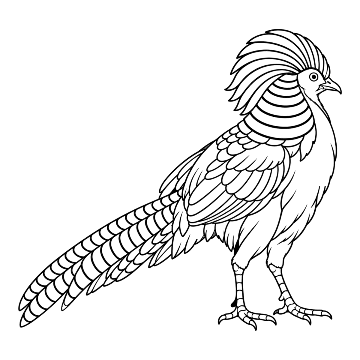 Golden pheasant coloring page: a golden pheasant walking with its long tail behind it, ready to color