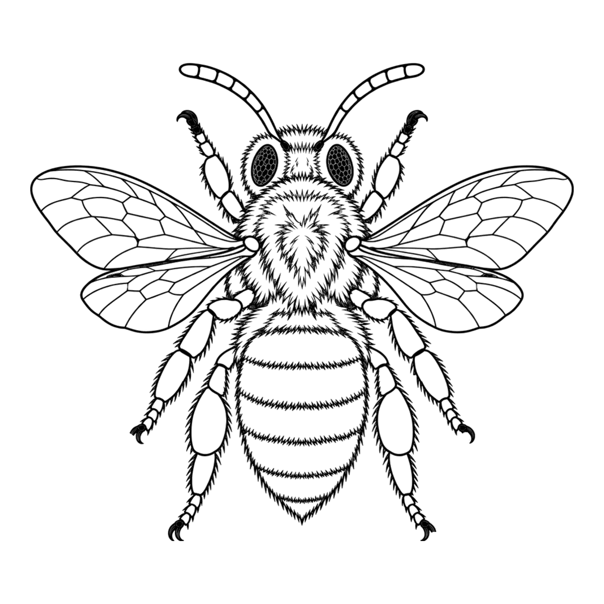 Honeybee coloring page: a fuzzy honeybee seen from the side, ready to color