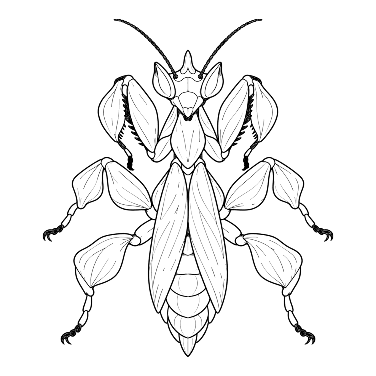 Orchid mantis coloring page: an orchid mantis with petal-shaped legs, ready to color