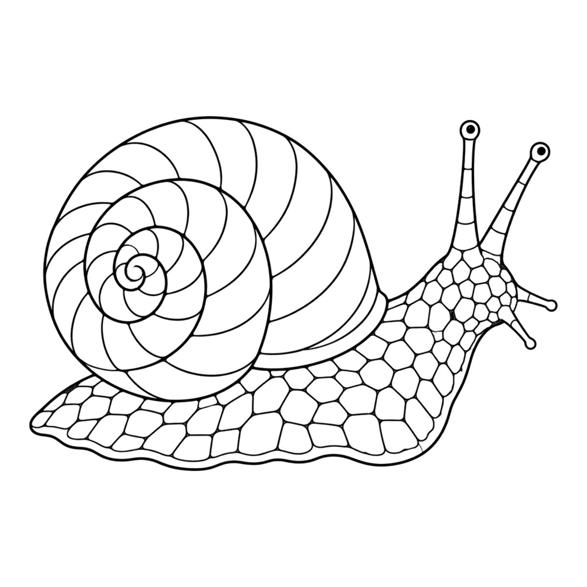 Snail coloring page: a garden snail with a striped spiral shell, ready to color